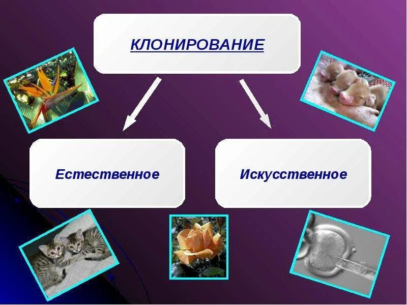 Направление клонирования. Презентация на тему клонирование. клонирование презентация по биологии. история клонирования. клонирование животных презентация по биологии.