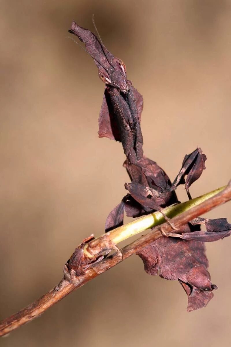 Богомол призрак. Богомол Phyllocrania paradoxa. Оотека богомола призрака. Малазийский богомол-призрак.