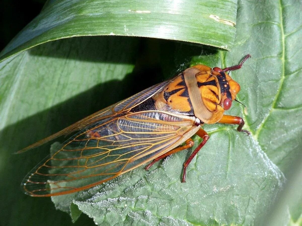 Насекомое цикада цикада. Муха цикада. Цикада насекомое в Турции. Нимфа цикады.