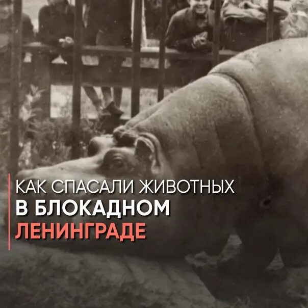 Блокадный бегемот и девочка. Бегемотиха красавица в блокадном ленинграде. бегемотиха блокада ленинграда. бегемотиха пережившая блокаду. бегемот в блокадном ленинграде.