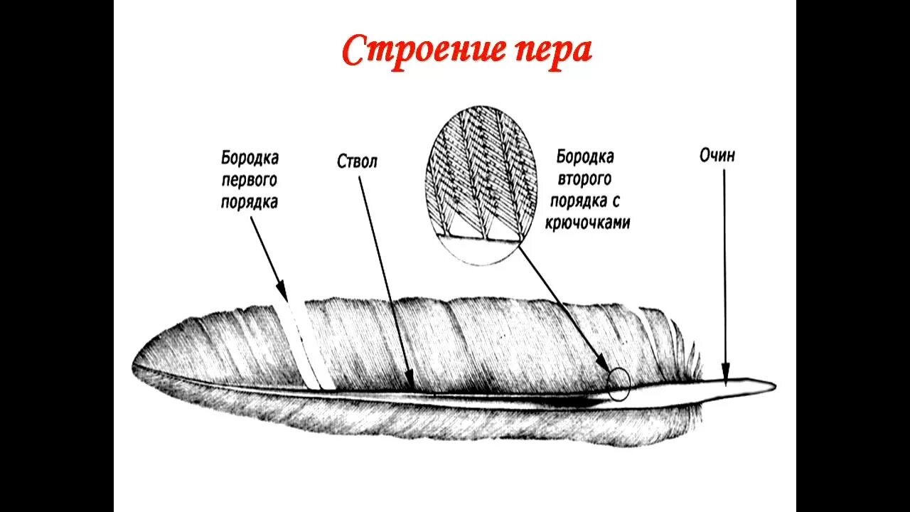 Внутреннее строение пера птицы. Перо птицы строение. Строение контурного пера. Строение контурного пера птицы.