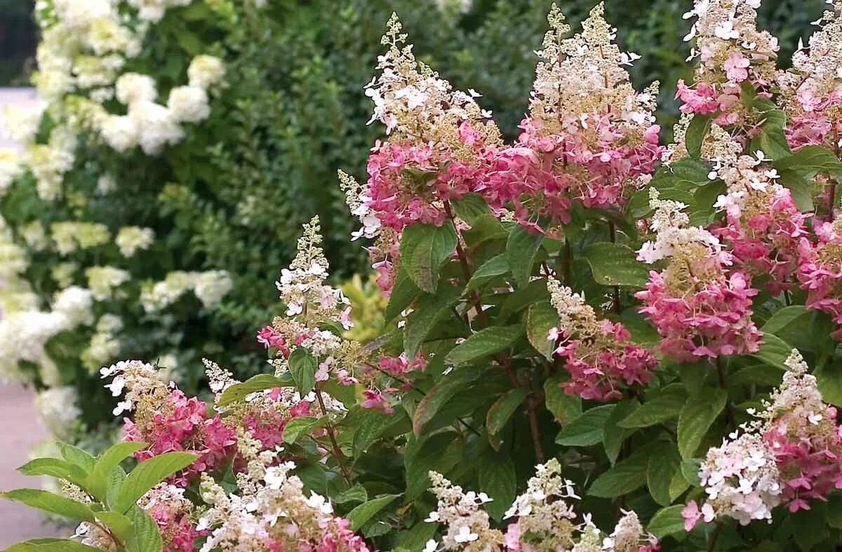 Сорт конфетти. Hydrangea Pan. 'Confetti'.