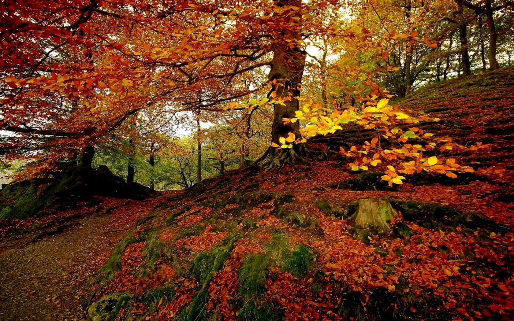 Natural fall. Осенний вид. Осенняя пора. Фото осени красивые природа. Листопад в Японии.