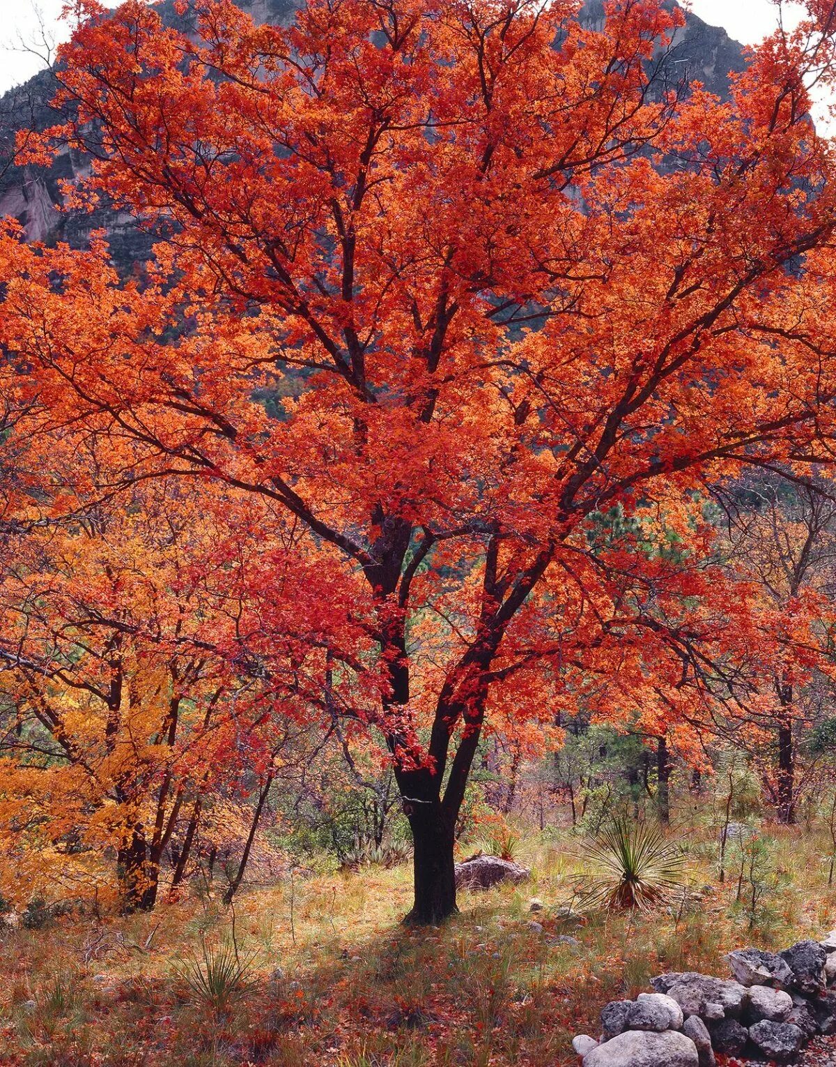 Осеннее дерево. Осина осенью. Осина дерево осенью. Осинка осенью. Осинка листья осенью