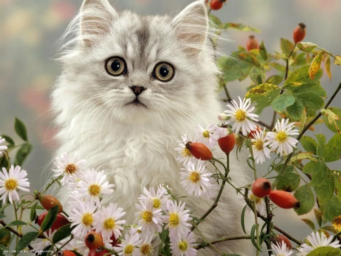 Добрые пожелания с кошками. Котик с цветами. Котенок хорошего настроения. Открытка «котики». Котенок в цветах.