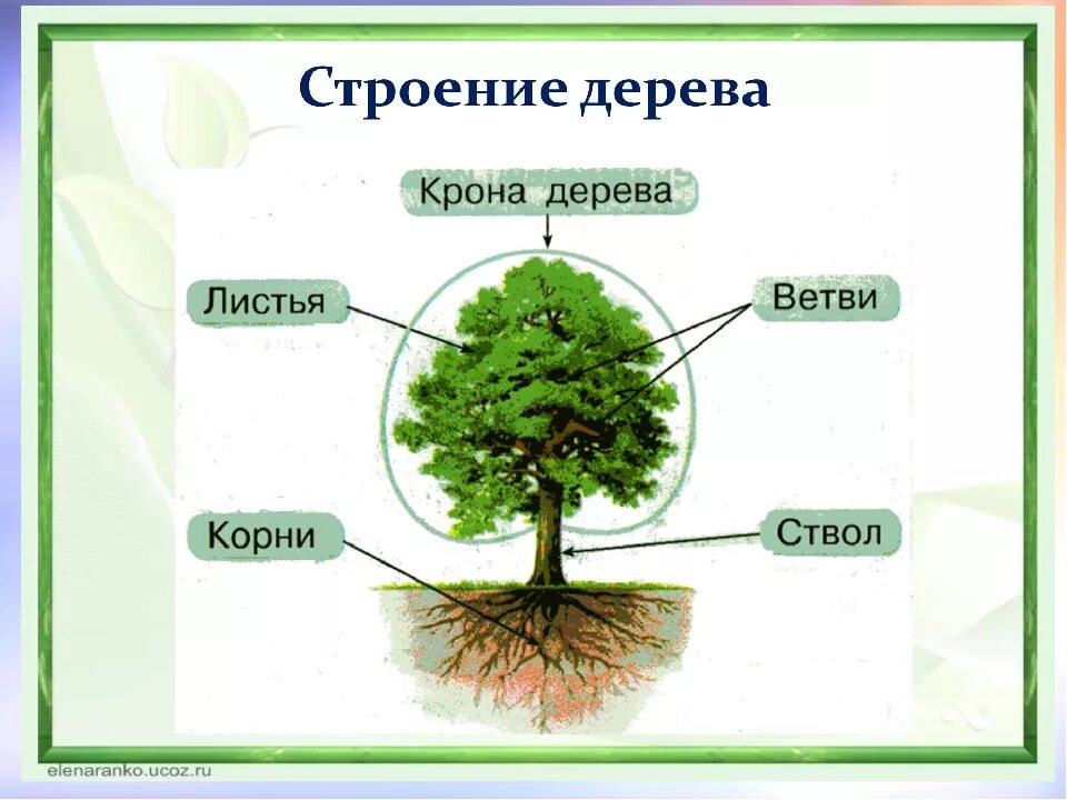 Внешнее строение дерева. Из каких частей состоит дерево. строение дерева схема. строение дерева для детей. из чего состоит дерево для детей.