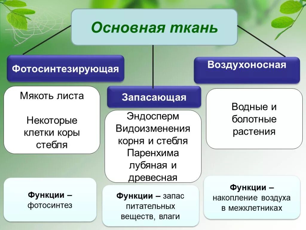 К тканям растений относится ответ. Функции основной ткани растений. Основная ткань растений функции. Строение основной ткани растений. Основная ткань ткань у растения функции.