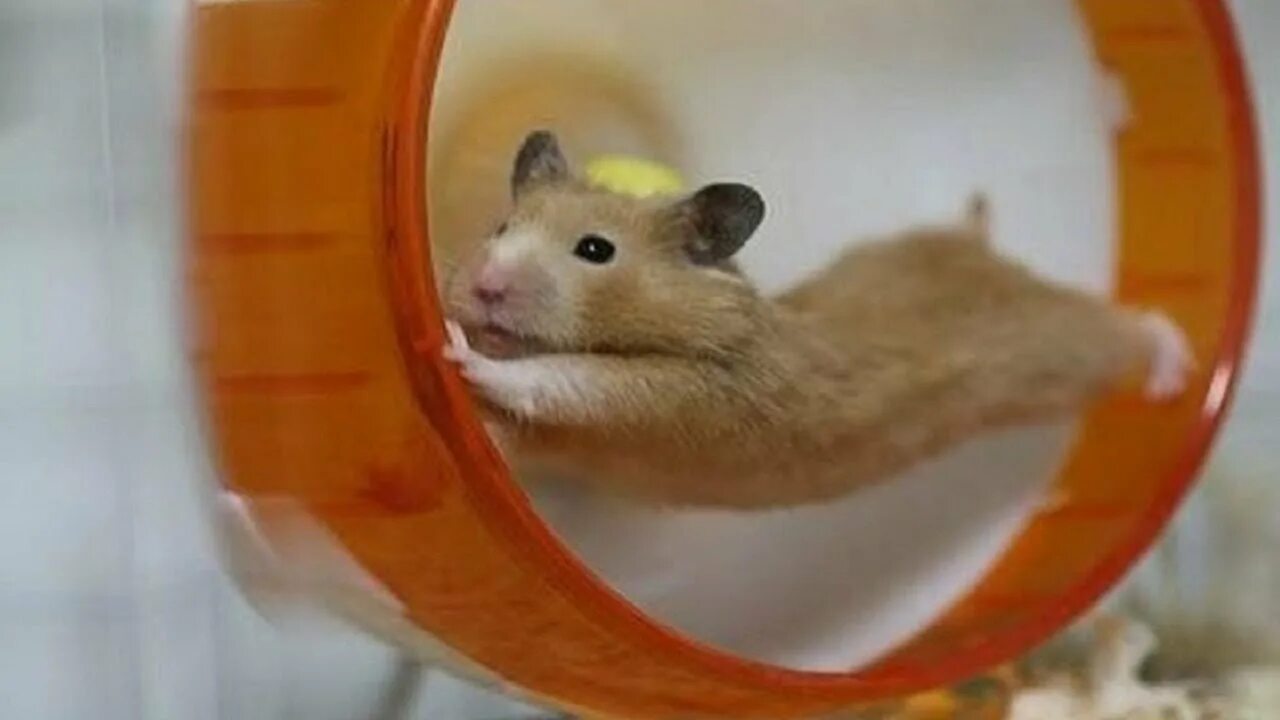 Sad hamster violin hamster. Хомячок в колесе. Смешные хомячки. Спортивный хомяк. Хомяки в колесе смешное.