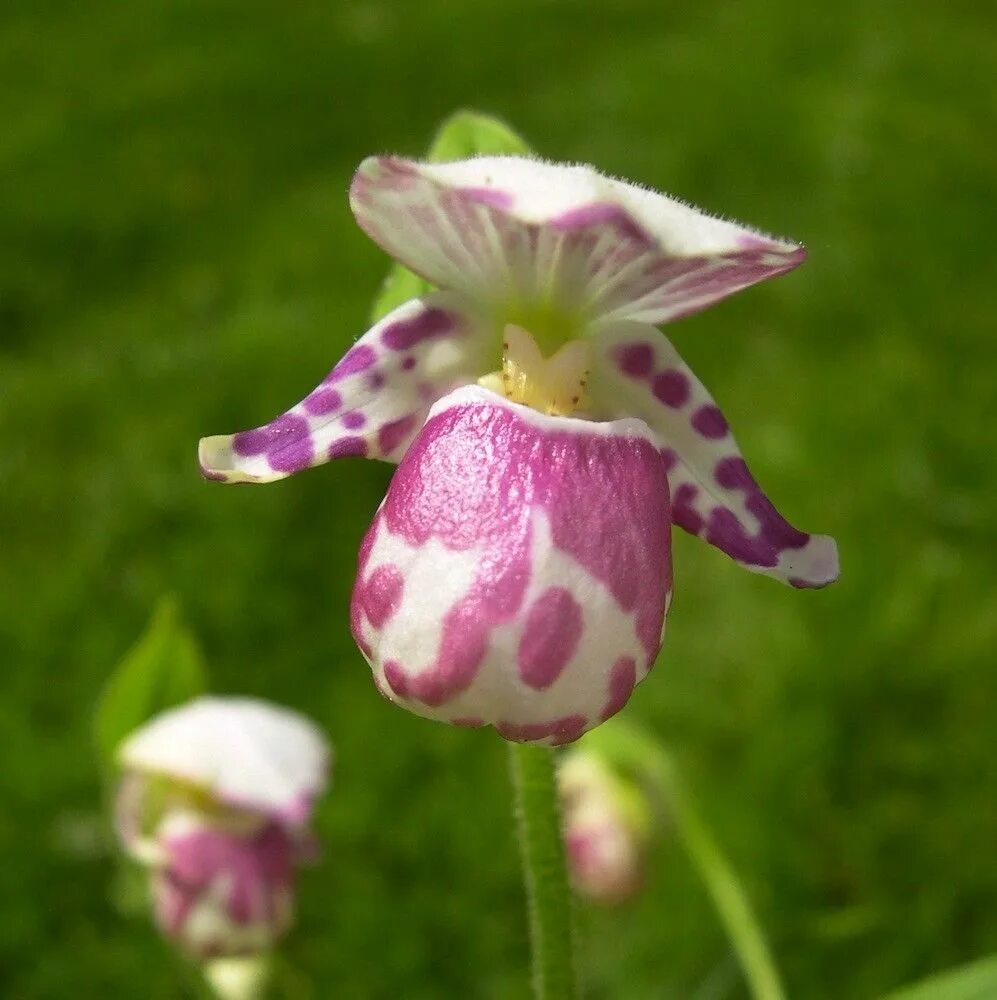 Венерин башмачок сиреневый. Венерин башмачок розовый. Розовые башмачки. Венерин башмачок пятнистый. Кукушкины тапочки цветы.