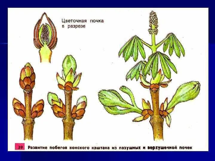 Цветочная почка. Развертывание побега из почки. Цветочная почка в разрезе. Развитие побега из почки.