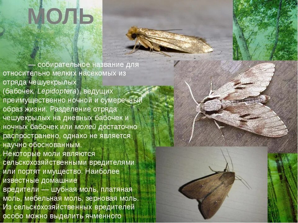 Моли c