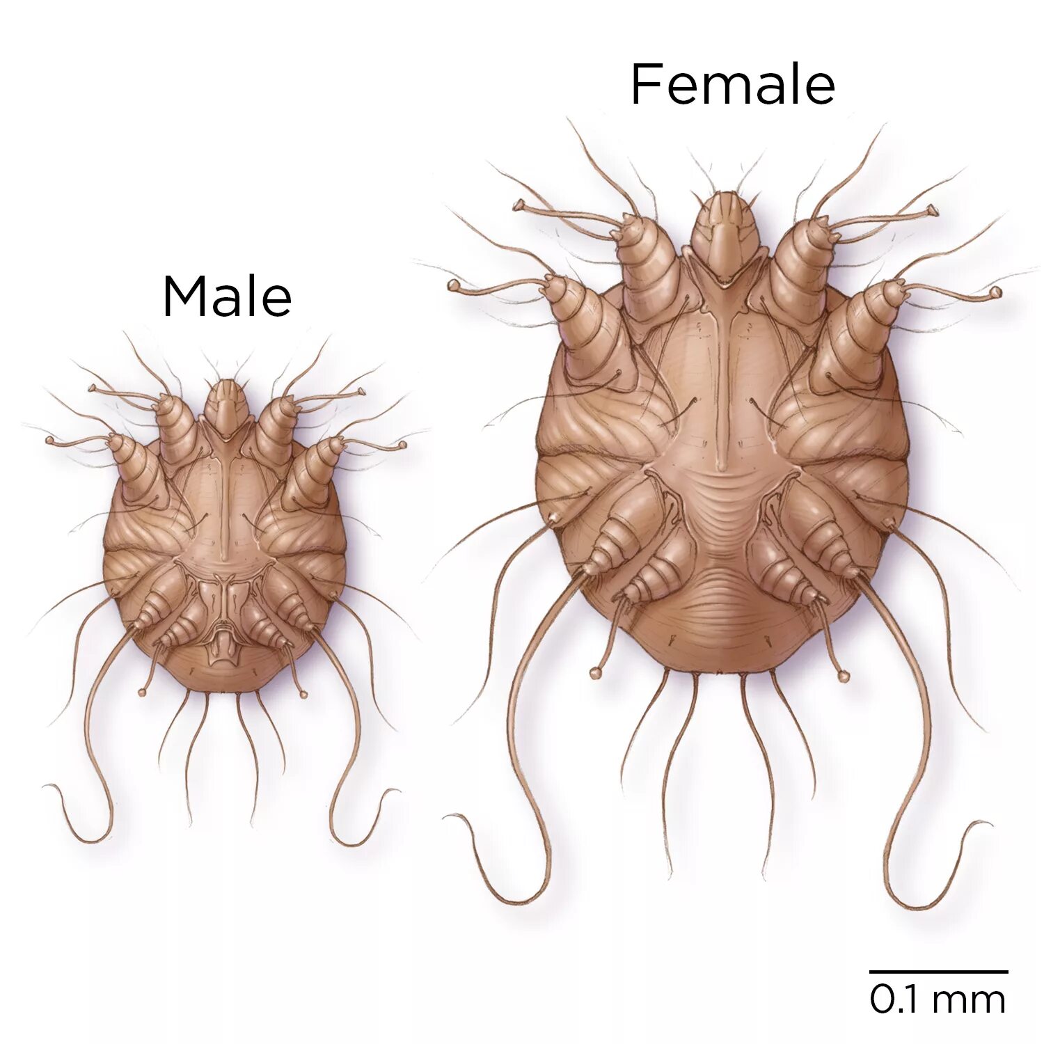 Цикл развития чесоточного клеща. Чесоточный клещ Sarcoptes scabiei. Sarcoptes scabiei жизненный цикл. Чесоточный зудень (Sarcoptes scabiei). Имаго чесоточного зудня.