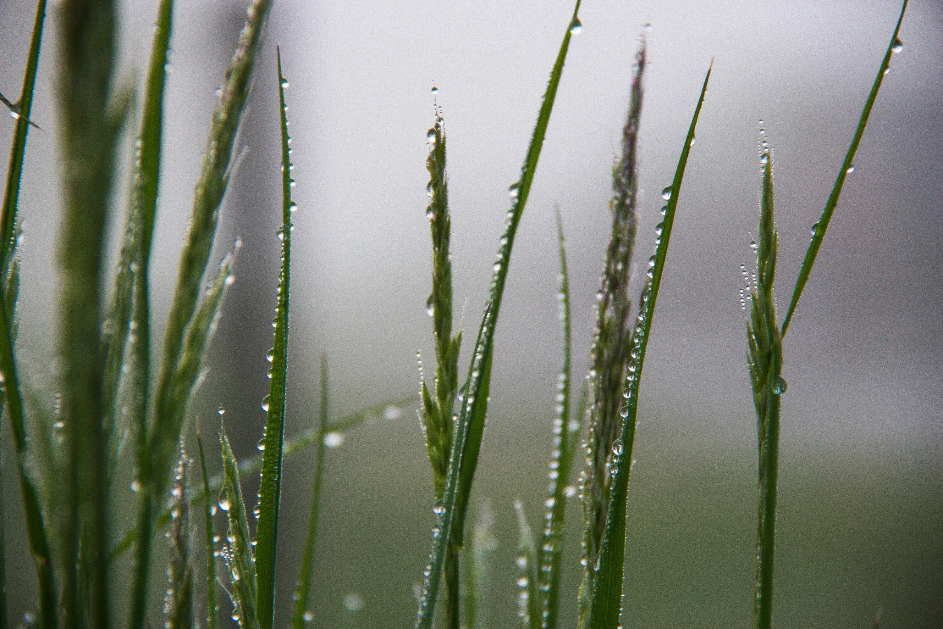 Роса на траве. Туман трава роса. Утренняя роса в тумане. Утренняя роса на траве.