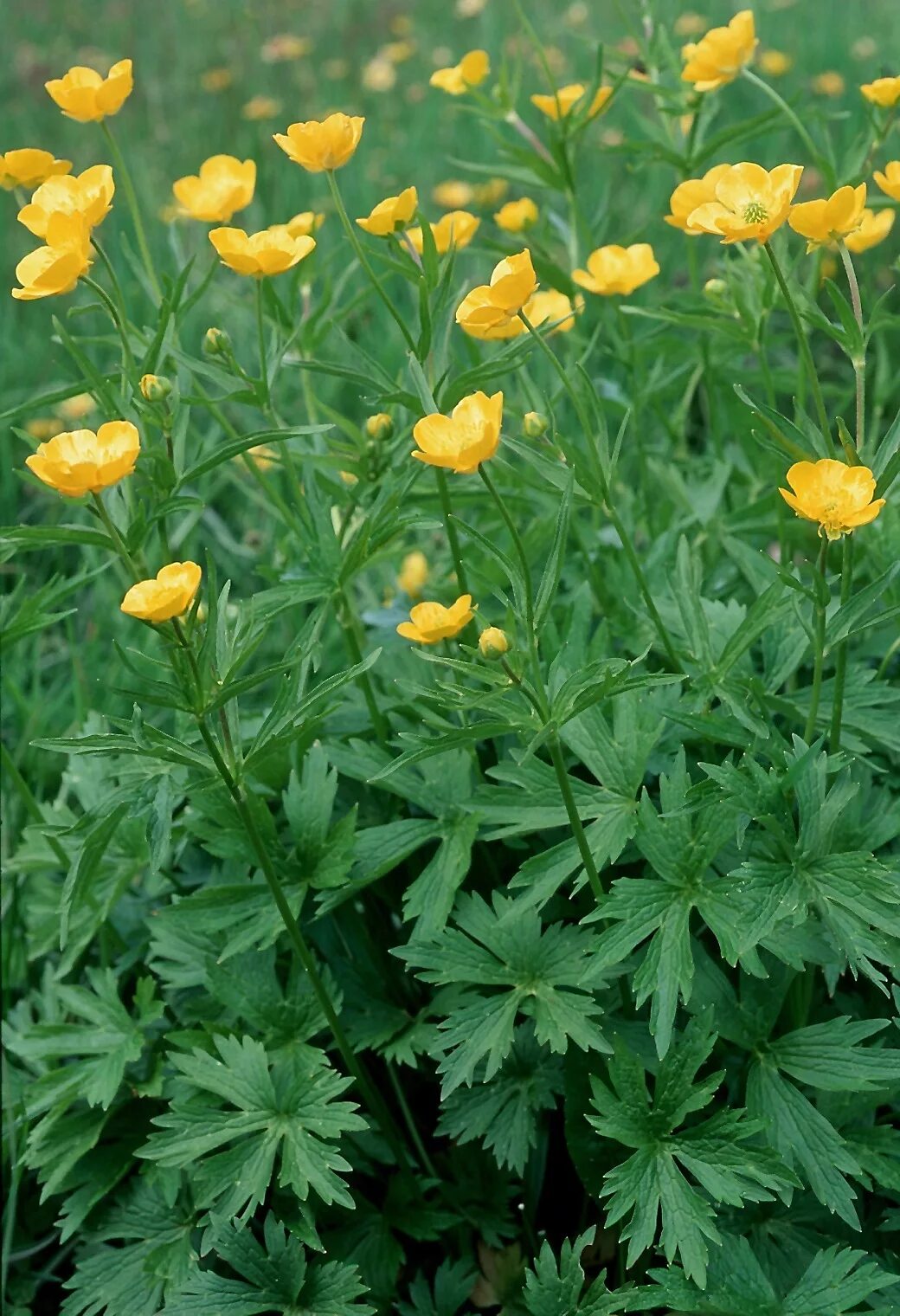 Цветы куриная слепота фото. Лютик куриная слепота. Лютик едкий. Ranunculus Acris Лютик едкий. Лютик полевой.