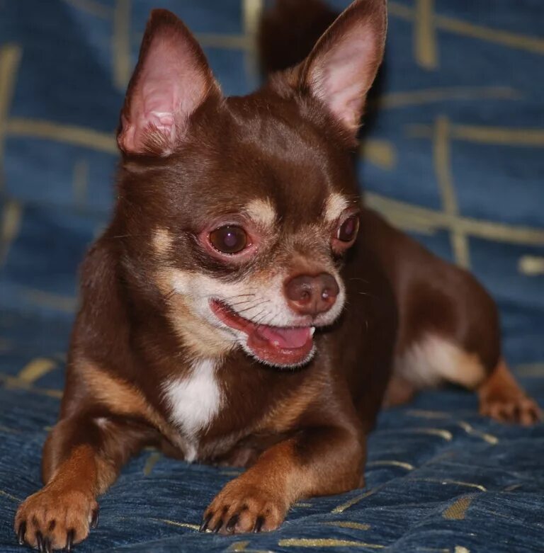Шоколадные щенки чихуахуа. Чихуахуа шоколадного цвета. Чихуахуа шоколадный гладкошерстный кобби. Чихуахуа подпалый гладкошерстный. Чихуахуа молочный гладкошерстный.