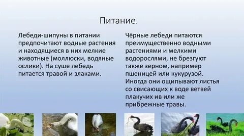 Чем питаются лебеди