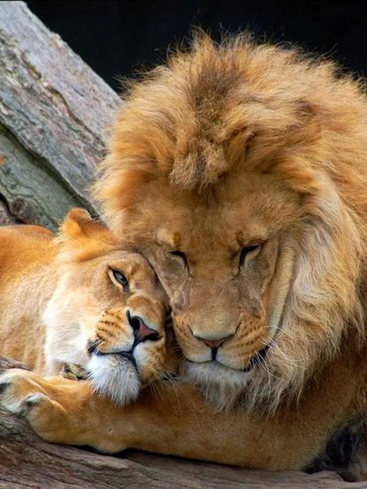 Фото со львами и львицами Lions cuddle and rub heads to maintain their friendships. Animals beautiful, Lio
