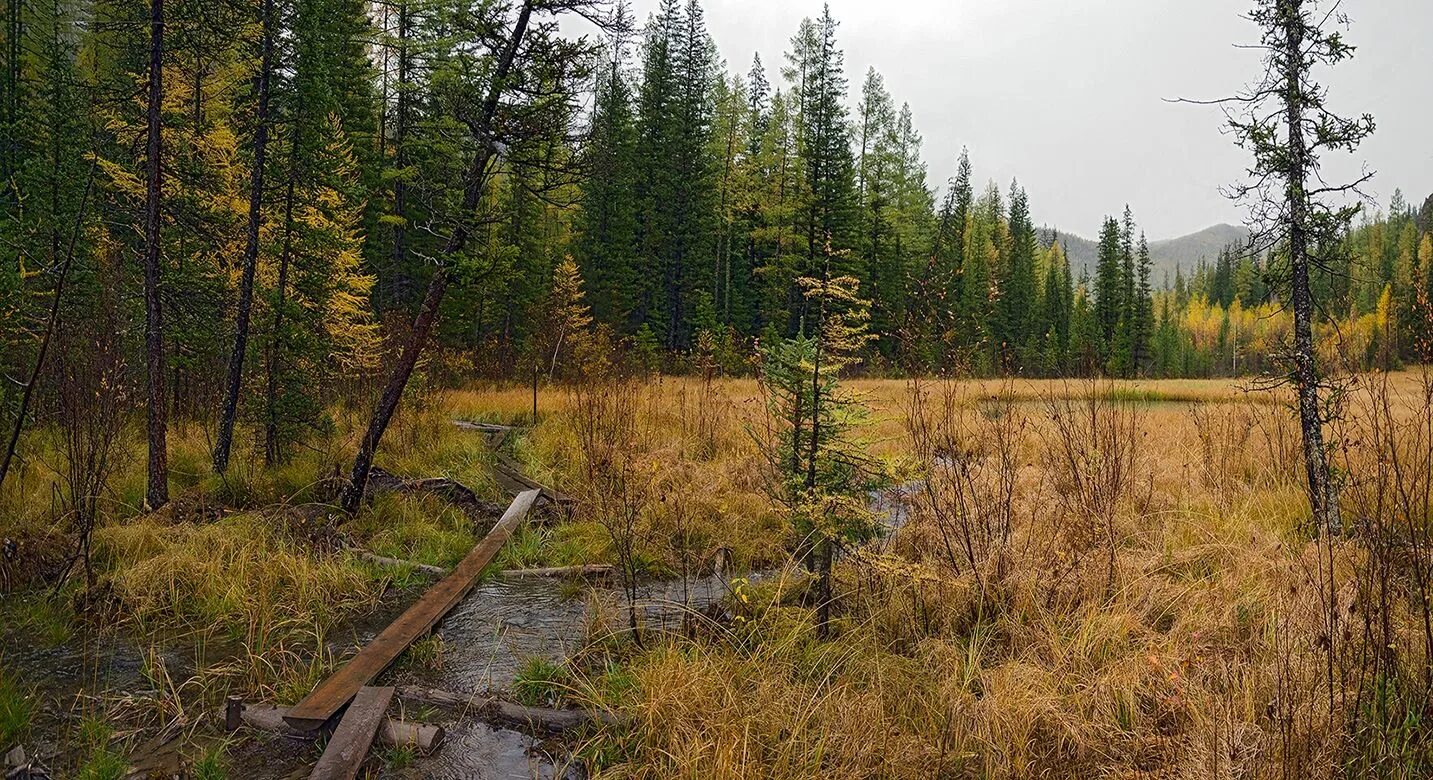 болота тайги в россии. тайга болота трясина. сибирские мари болото. сфагновые болота тайга. таежное болото.
