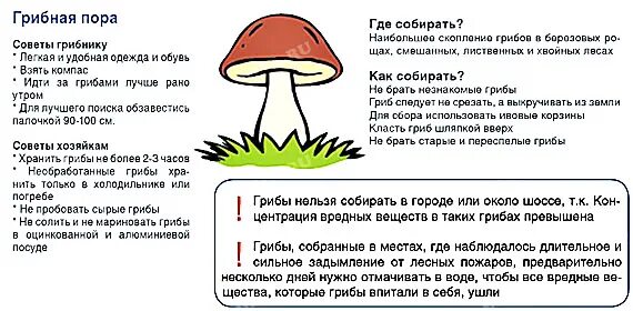 Грибная пора диктант. Памятка грибника как правильно собирать грибы. Памятка грибника 5 класс биология. Памятка по сбору грибов 6 класс биология. Памятка по сбору грибов 5 класс биология.