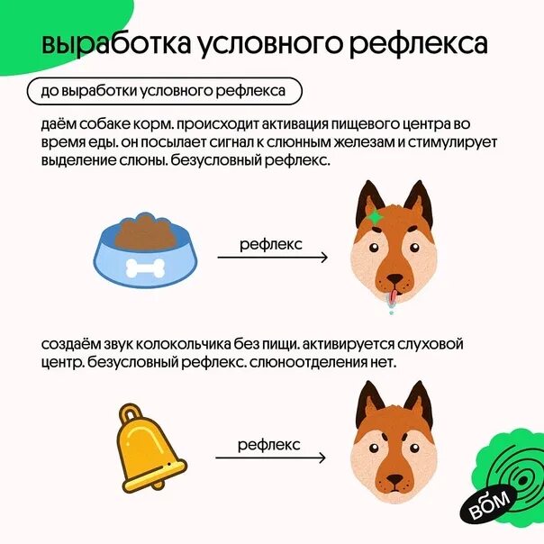 Как происходит выработка условных рефлексов. Условные рефлексы лошади. отличительные черты условного рефлекса. виды условных рефлексов у собак. определение условного рефлекса.