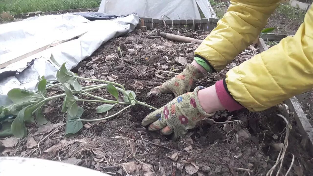 Посадка тыквы в открытый грунт семенами весной. Кабачки посев в открытый грунт. Компостная грядка для тыквы. Компостная грядка для кабачков. Кабачки в грунте.