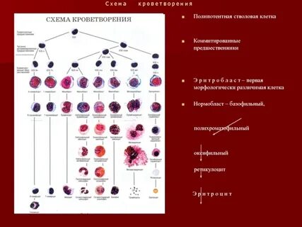 Для кроветворения необходимо