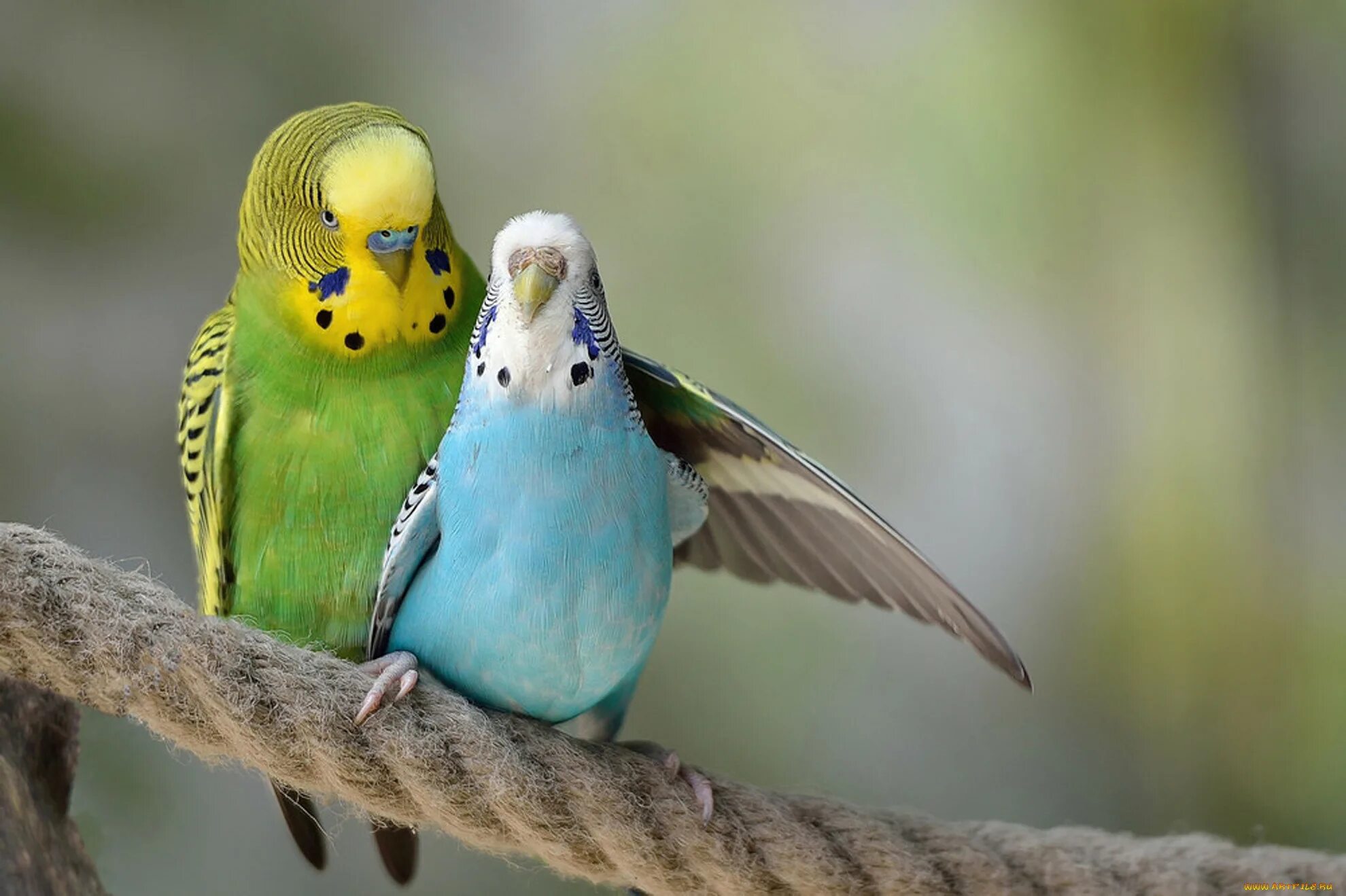 Попугаи волнистые попугайчики. Волнистый попугай Budgie. Желтоголовый волнистый попугай. Волнистые попугайчики размножение.