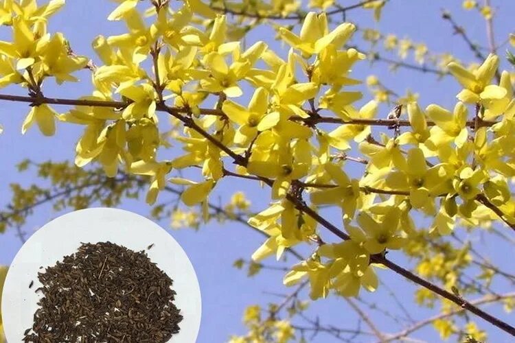 календарь аллергика цветения растений-аллергенов. каштан цветет. на какой год начинает цвести. календарь цветения декоративных кустарников таблица. период цветения березы в москве для аллергиков.