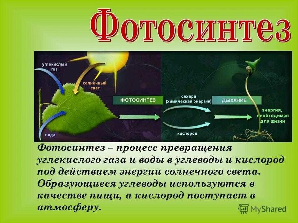 Фотосинтез это выбрать. Фотосинтез 6 класс биология. процесс фотосинтеза углекислый газ кислород. фотосинтез выделение углекислого газа. фотосинтез доля растений.