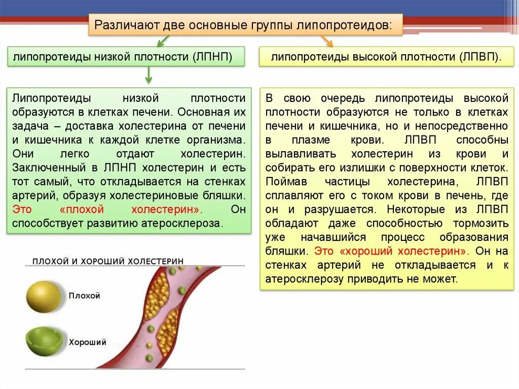 Липопротеид повышен у мужчин. Холестерин ЛПНП 4.35++. Холестерина липопротеинов высокой плотности в крови понижен. Холестерин ЛПНП повышен 4.6. ЛПНП что это плохой холестерин.