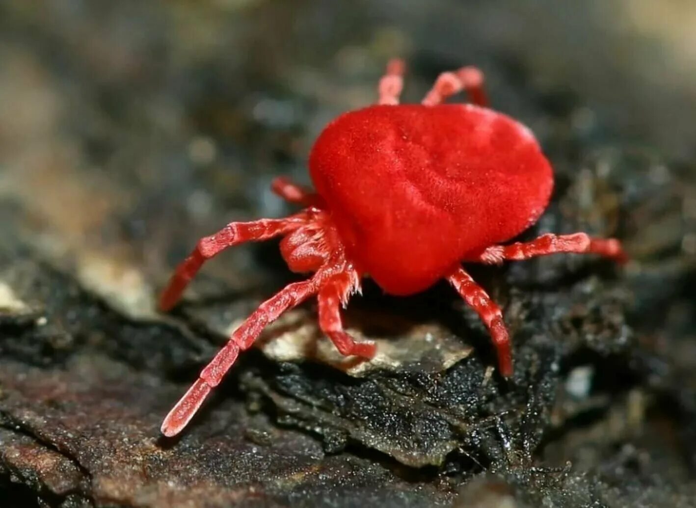 Красный голодный. Клещи-краснотелки Trombidiidae. Красный клещ краснотелка. Почвенный клещ краснотелка опасен.