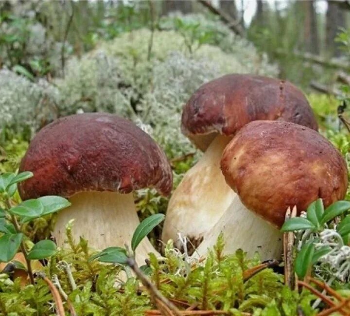 Boletus Reticulatus Summer Cep гриб сухое зерно мицелий нерестится 10 г 30 г 04 