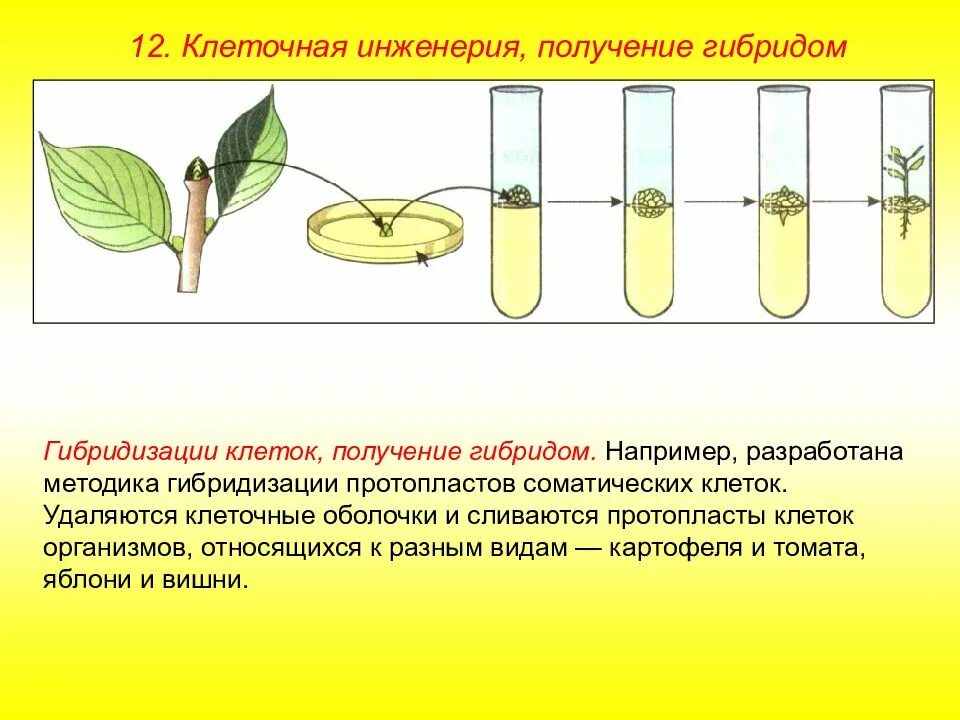 Клеточная инженерия в селекции. Методы клеточной инженерии в селекции растений. клеточная инженерия гибридизация. соматическая гибридизация клеточная инженерия. клеточная инженерия растений бутенко.