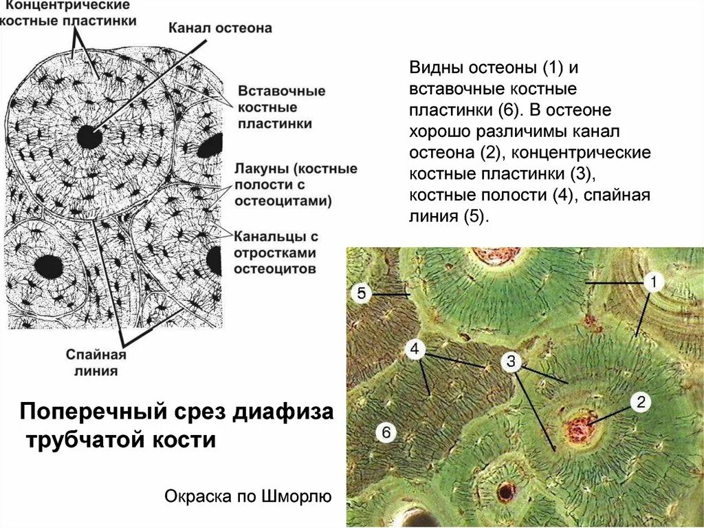 Пластинчатая костная ткань диафиза трубчатой кости. Структура остеона. Пластинчатая костная ткань генеральный пластинки. Строение строение остеона. Остеон пластинчатой кости это.