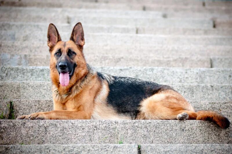 German shepherd lying down- best dog beds for german shepherds https://www.feedf
