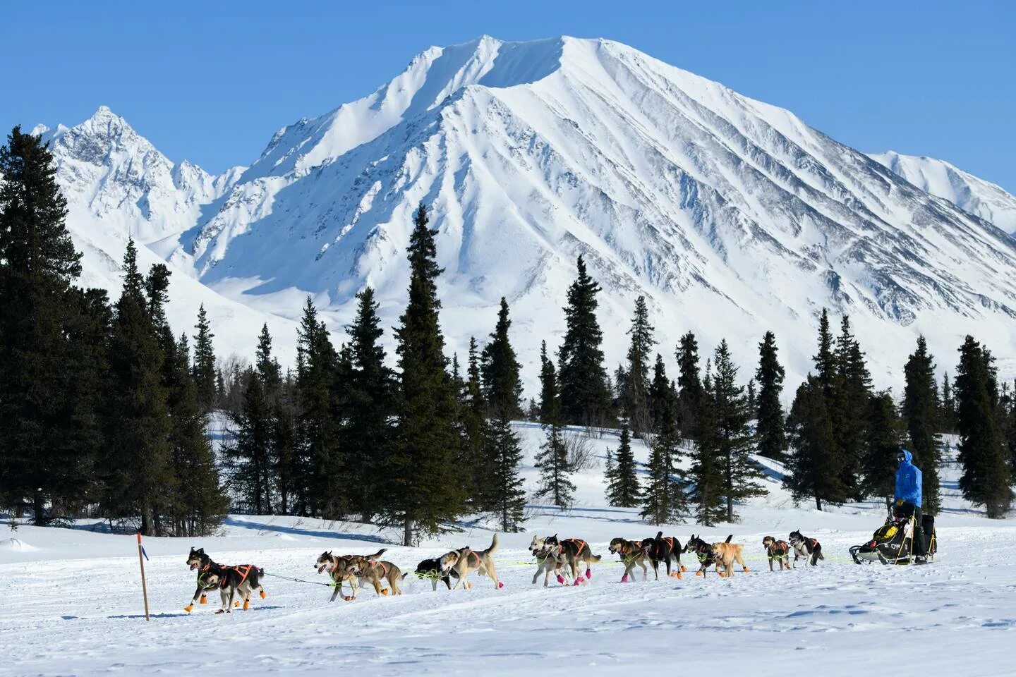 Собака аляски в упряжке. Аляска Айдитарод. Iditarod Trail Sled Dog Race. Аляска собачьи упряжки. Ездовые собаки на Аляске.