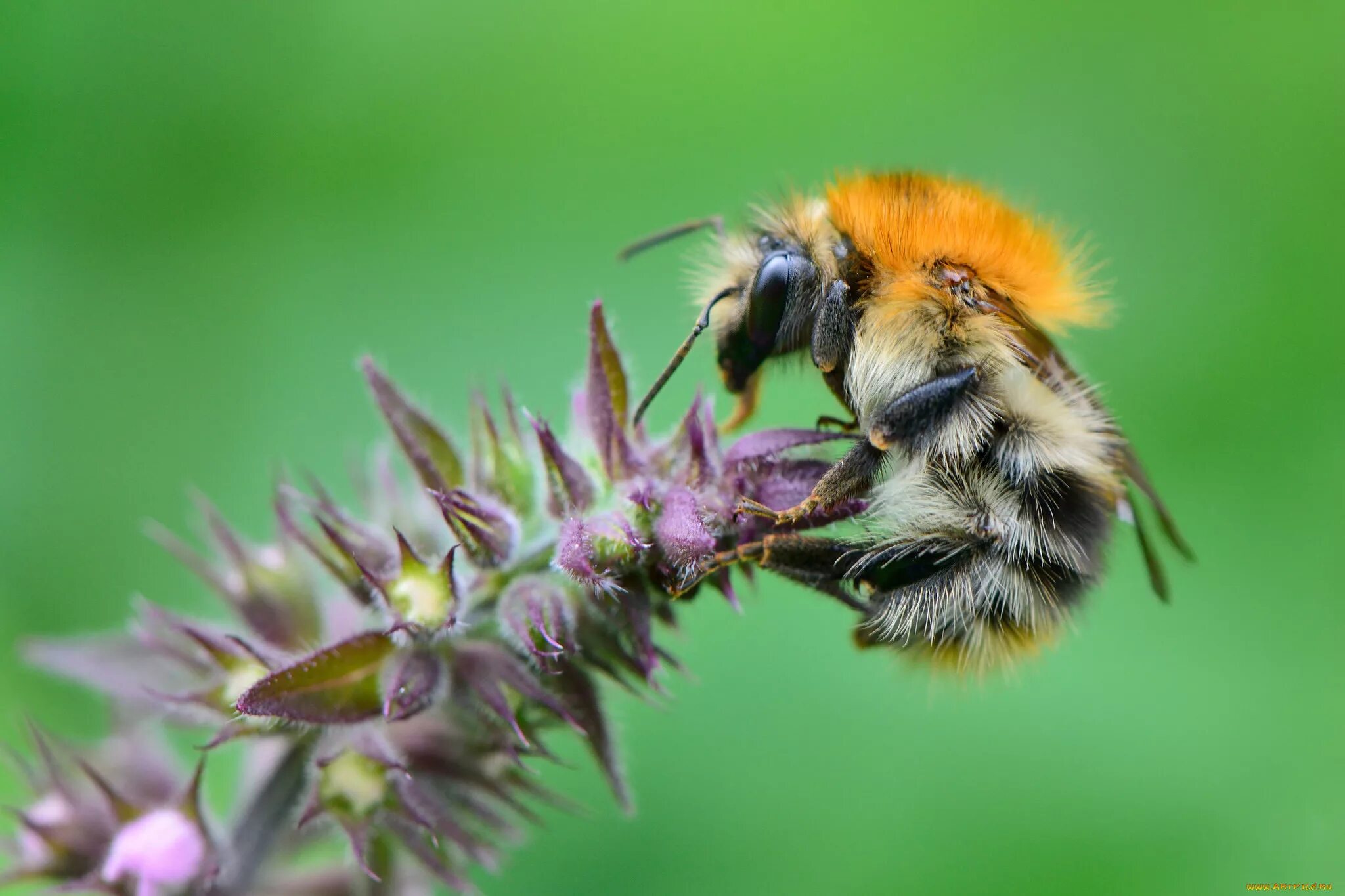 Тулупчатый Шмель (Bombus wurflenii). Bombus vetustus. Шмель насекомое. Шмель на цветке.