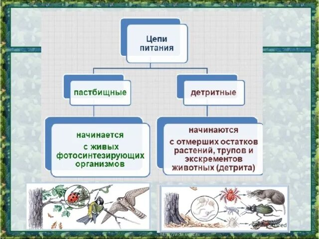 Детритная пищевая цепь и пастбищная различия. Цепь питания детритная цепь. Типы пищевых цепей детритные и пастбищные. Пищевая цепь дитридеая. Пастбищная и детритная пищевые цепи.