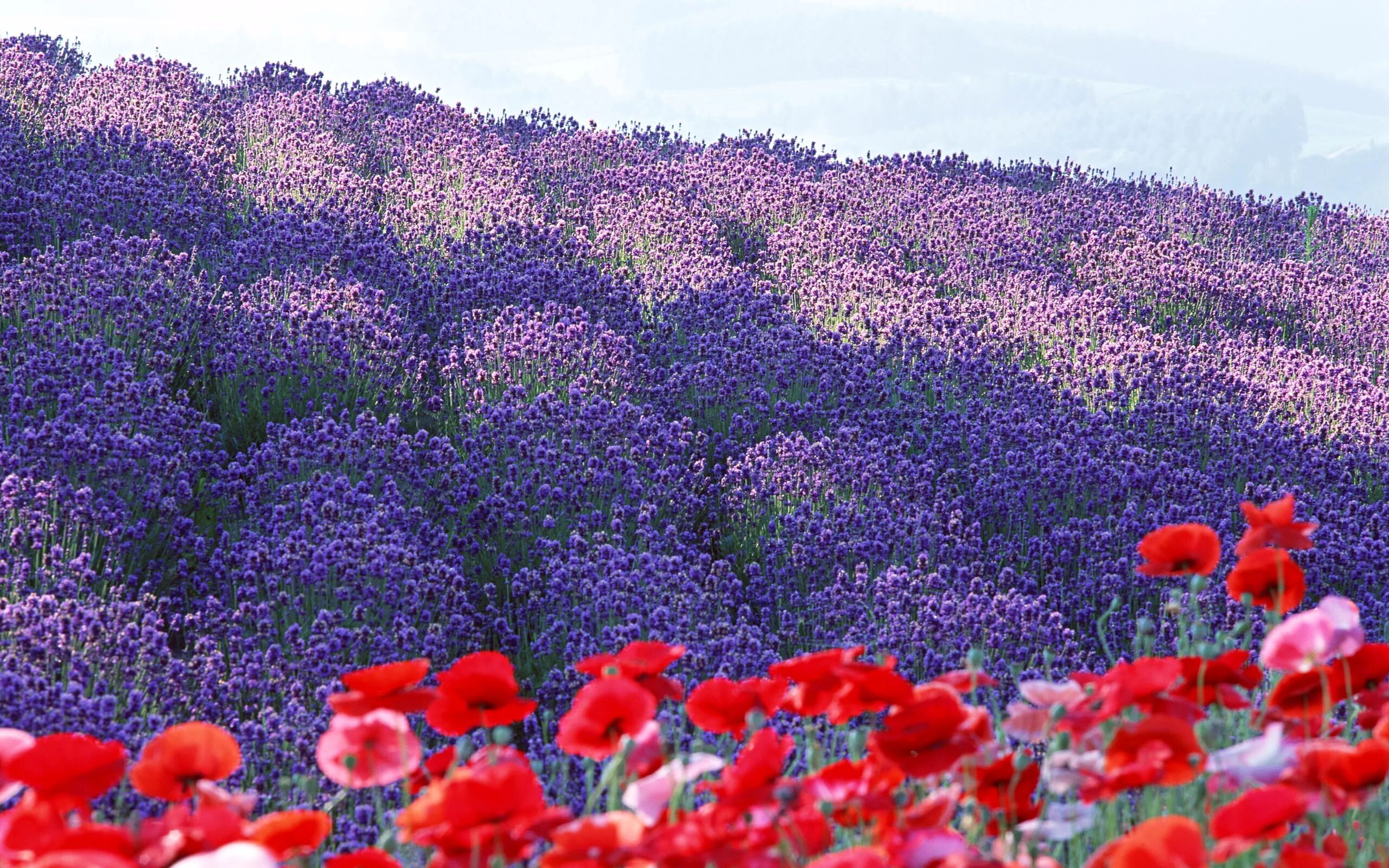 Ое цветы. Цветочные поля, Хоккайдо, Япония. Цветочная плантация Хоккайдо. Парк Хитачи немофила. Лаванда цветок Поляна.