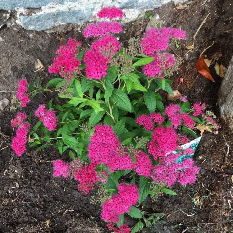 Спирея Антони Ватерер. Spiraea japonica Anthony Waterer. Спирея Антони Ватерер (Antoni Vaterer). Спирея Бумальда Энтони Ватер. Спирея японская антони ватерер фото