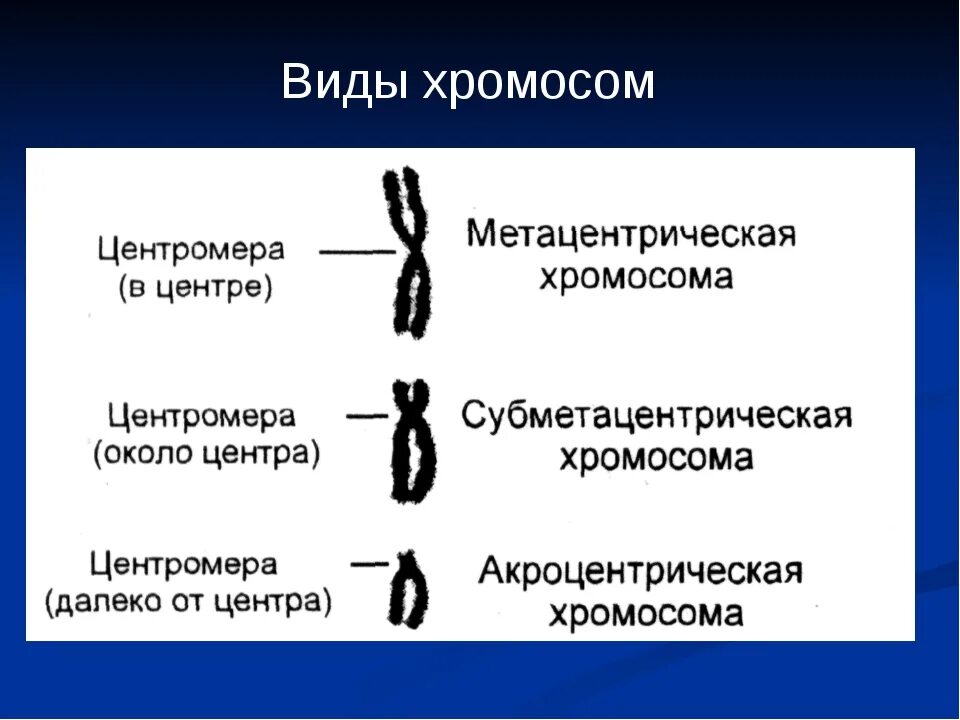 Местоположение хромосом. Акроцентрические хромосомы человека. Строение и форма хромосом. Строение и типы хромосом. Различные типы хромосом.