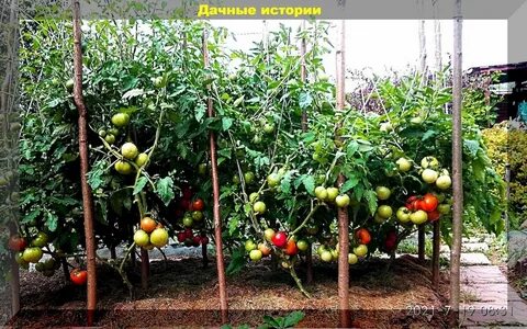 Метод казарина по выращиванию помидор в открытом