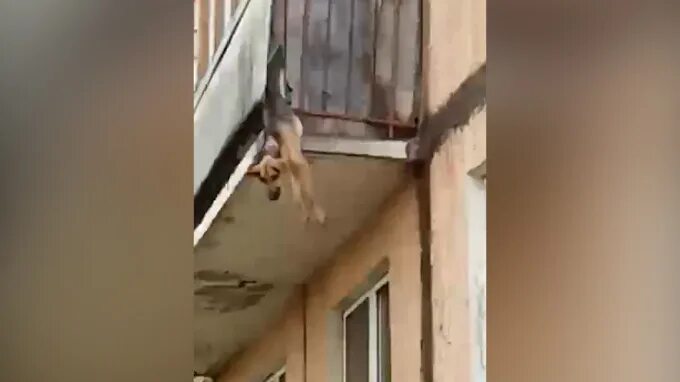 Балкон для собаки. Собаку выкинули с балкона. Выкинул кота с балкона. Пес на балконе.
