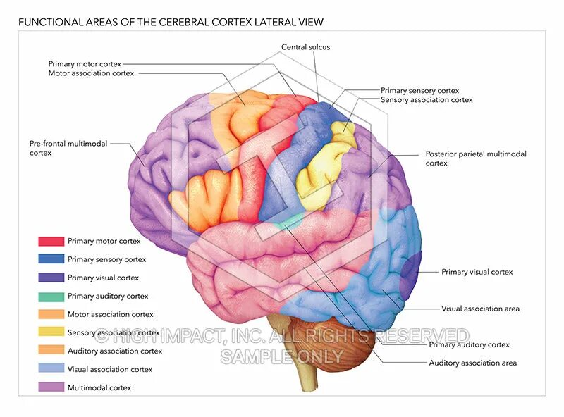 Заполните таблицу отдел мозга строение функции. Cortex cerebellum anatomy. строение мозга cortex. кортекс анатомия. sensory areas of the cerebral cortex.