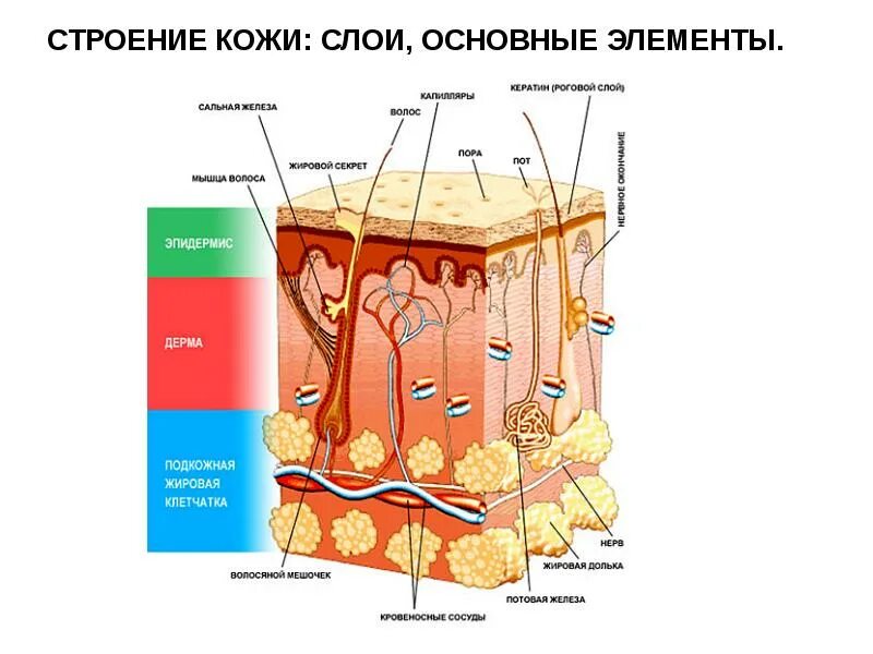 Строение и функции кожи практическая работа. Слой 1) эпидермис 2) дерма 3) гиподерма. строение слоя дермы кожи человека. слои эпидермиса кожи человека схема. дерма кожи строение функции.