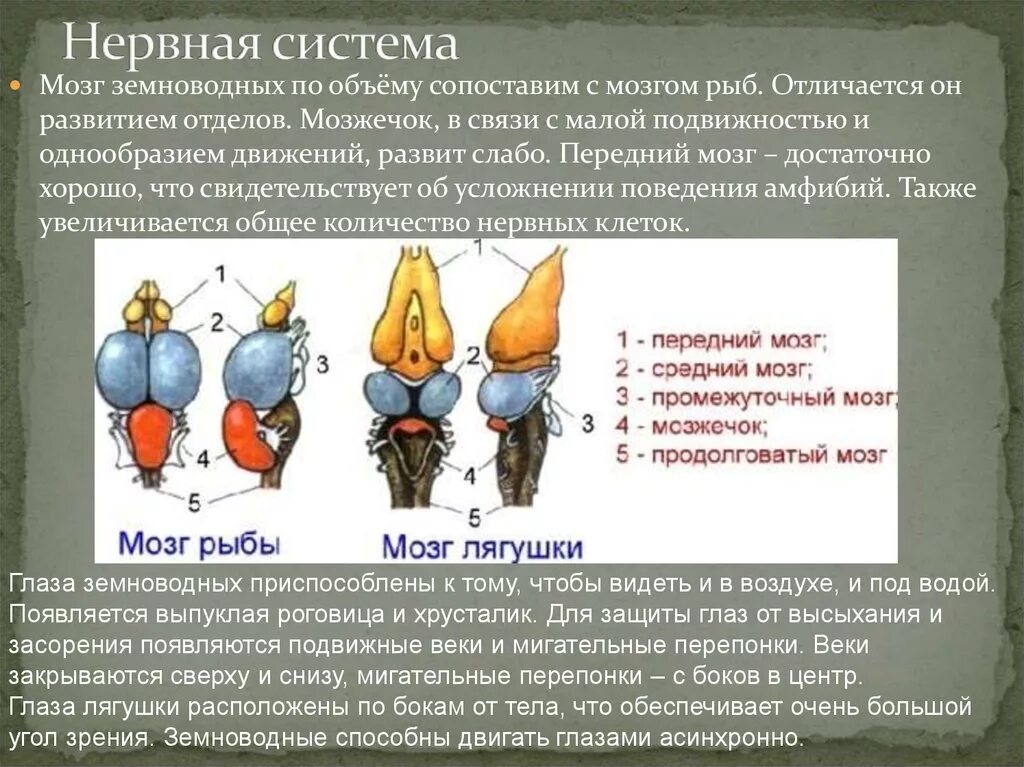 Какой отдел мозга развит у рыб. Функции отделов головного мозга у земноводных. Мозг земноводных. Передний мозг земноводных. Отделы мозга амфибий.