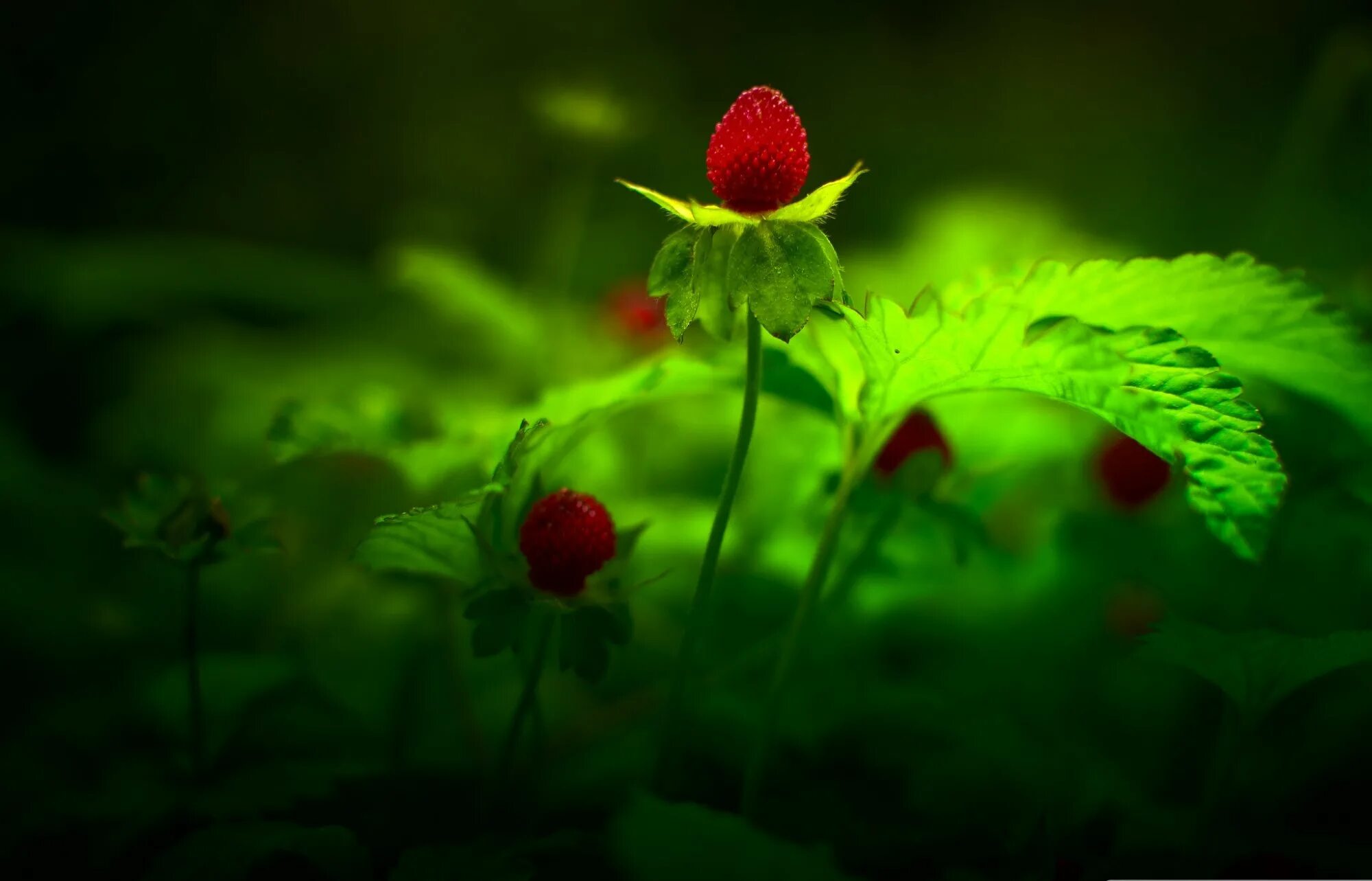 Strawberry flowers