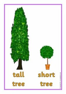 Apple tallest