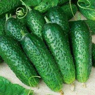 Женские сорта огурцов