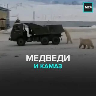 Сон преследовал медведь